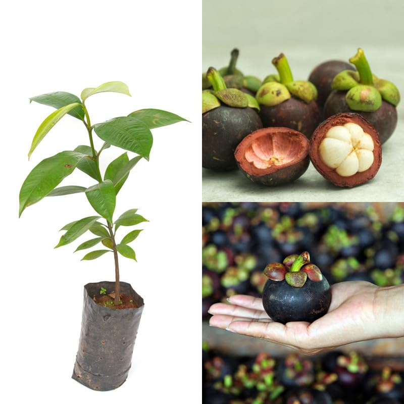 マンゴスチン/Caprice Mangosteen Variety Fruit Exotic Live Plants & Tree(1-3 Feet Size